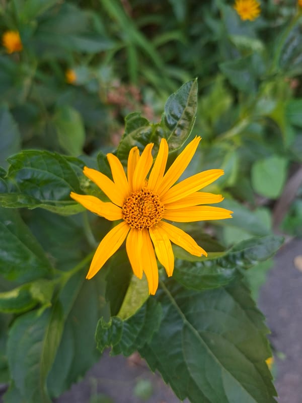 Flowers, cats, water, and everyday scenes on a July afternoon