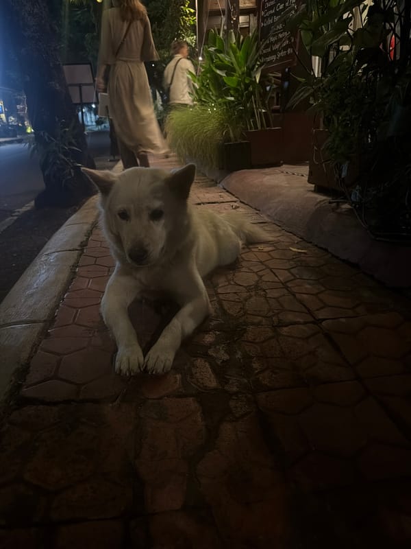 White dog rests on Ubud street during afternoon