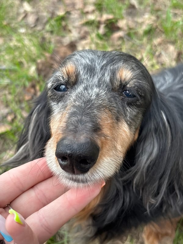 Woman takes selfie while petting dog in Izhevsk