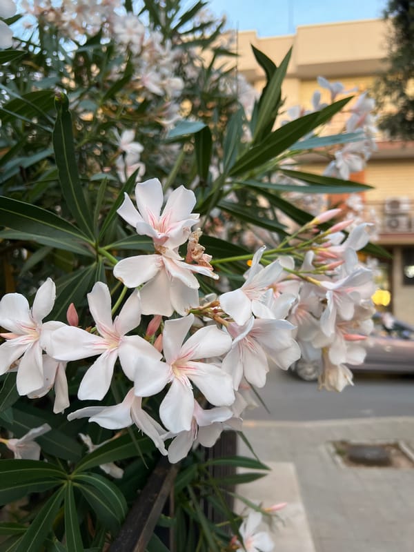 Evening walk through Bitonto's streets, flowers and everyday scenes