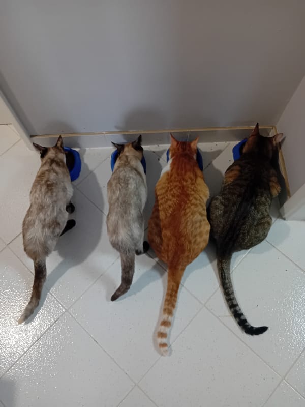 Four cats observed feeding from blue bowls