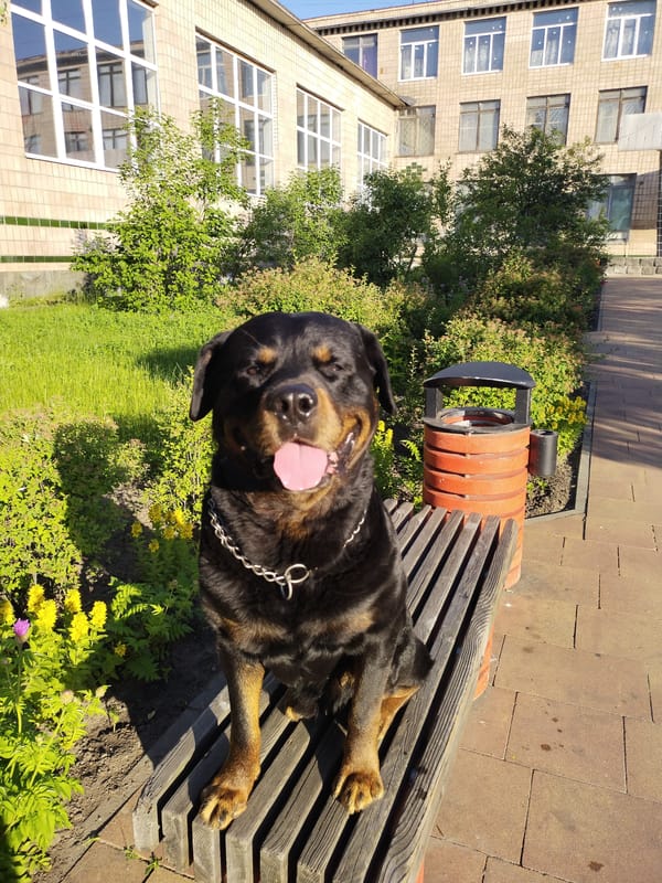 Woman documents early morning park visit with dogs in Ukraine