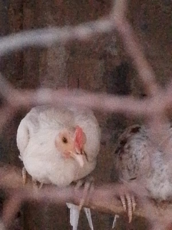 Evening garden life documented in Juan Griego, Venezuela