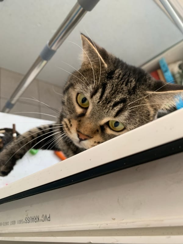 Tabby cat spotted indoors in Stavropol home