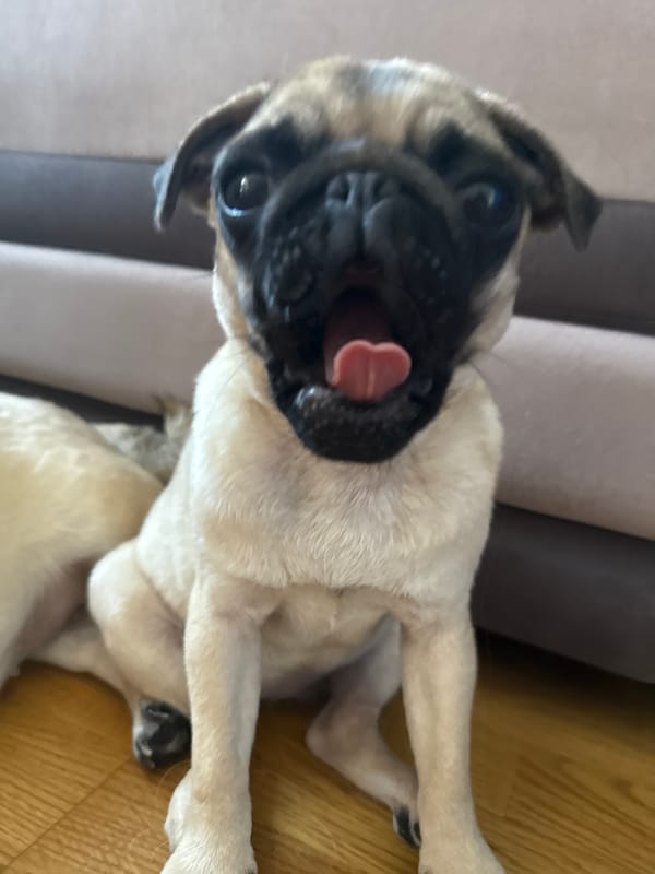 Pug dogs photographed indoors during morning hours