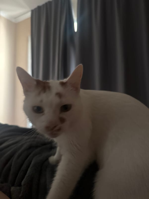 Sofia resident documents quiet morning with pet cat
