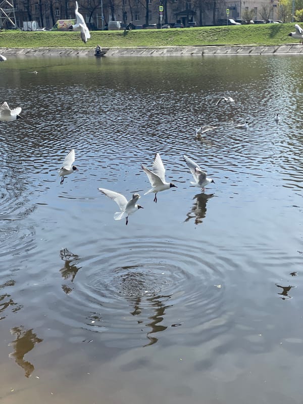 Seagulls gather around water body in morning activity