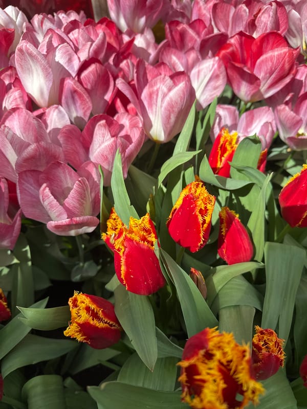 Spring garden scene documented by witnesses in London