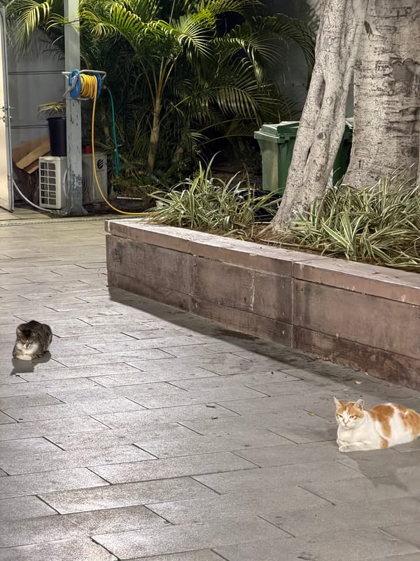 Two cats spotted in Tel-Aviv street scene