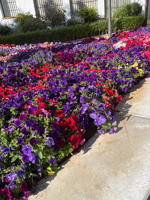 Colorful petunia flower bed documented in Dos Hermanas, Spain