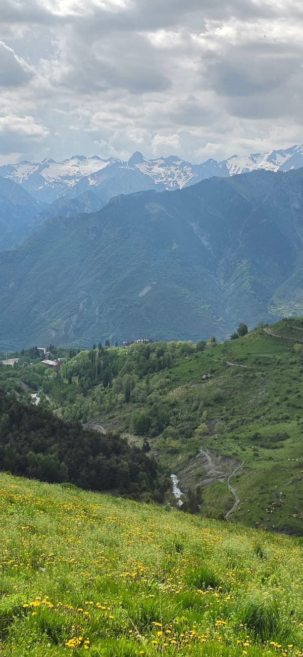Spring wildflowers bloom on hillside near Benasque, Spain