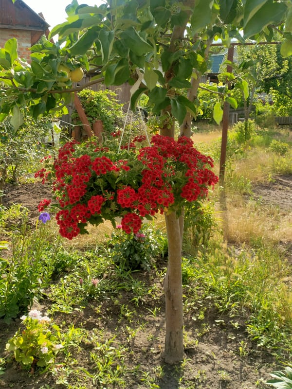 Cats, flowers, and garden life in a Kremenchuk backyard