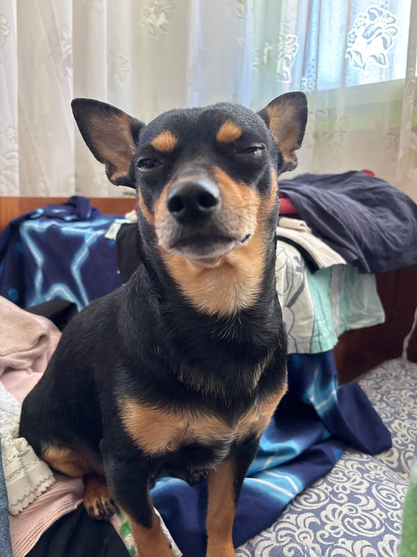 Miniature Pinscher rests on colorful textiles in Kuklen, Bulgaria