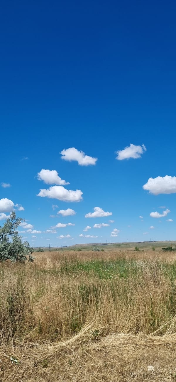 Summer field in Ukraine, one ripe blackberry in hand