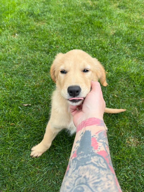 Golden retriever puppy plays on lawn in Kostinbrod