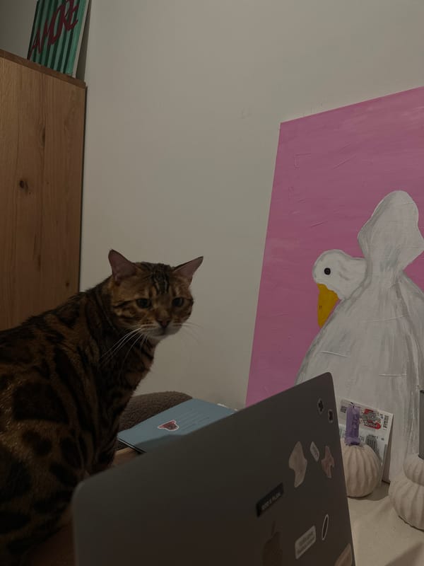 Bengal cat observed indoors in Kiel home Friday evening