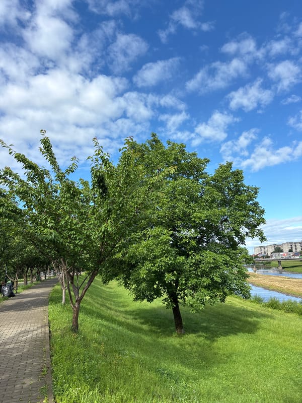 Morning park walk captures flowering trees and garden details