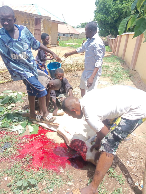 Cow slaughter and butchering documented in Akwanga, Nigeria