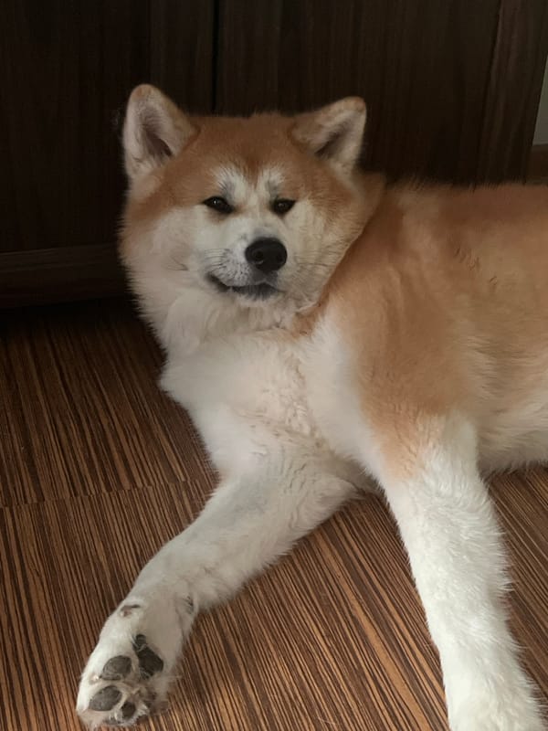 Quiet morning moments with sleeping dog captured in Minsk home