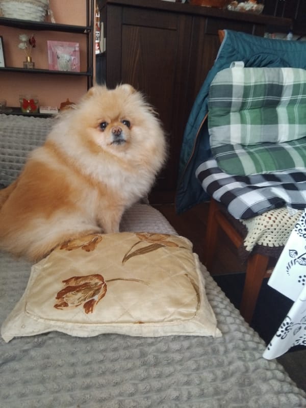 Pomeranian dog photographed resting peacefully at Apriltsi home