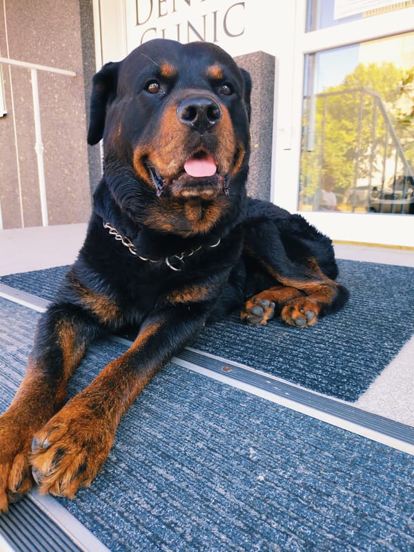 Morning stroll through Horishni Plavni with a Rottweiler in tow
