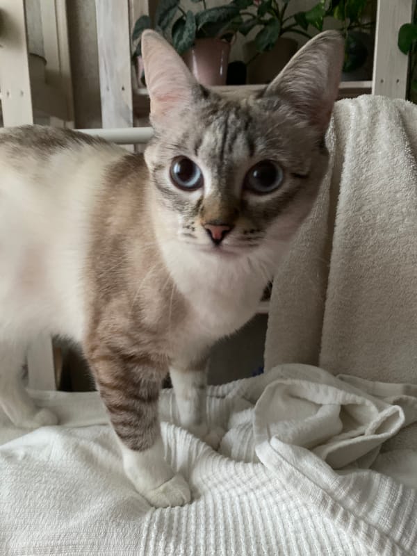 Blue-eyed cat photographed indoors in Yekaterinburg home