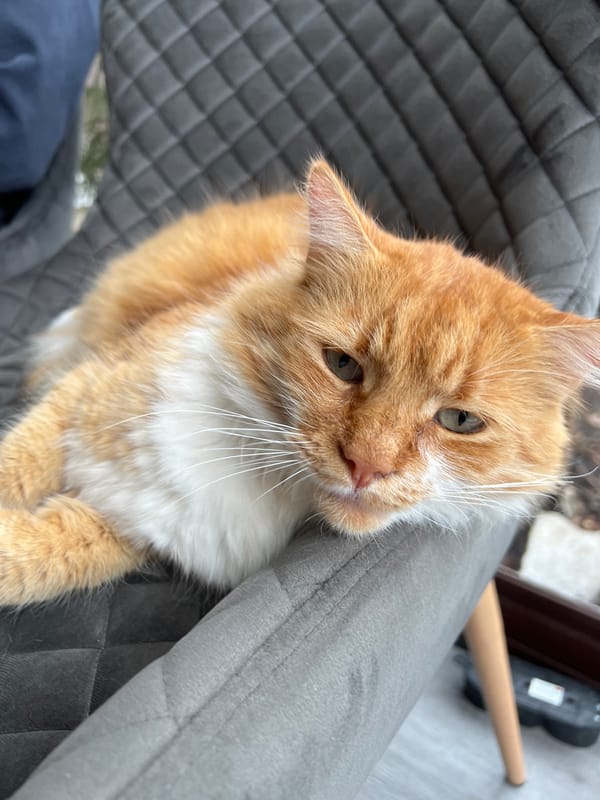 Cat rests and grooms on chair in Razlog home