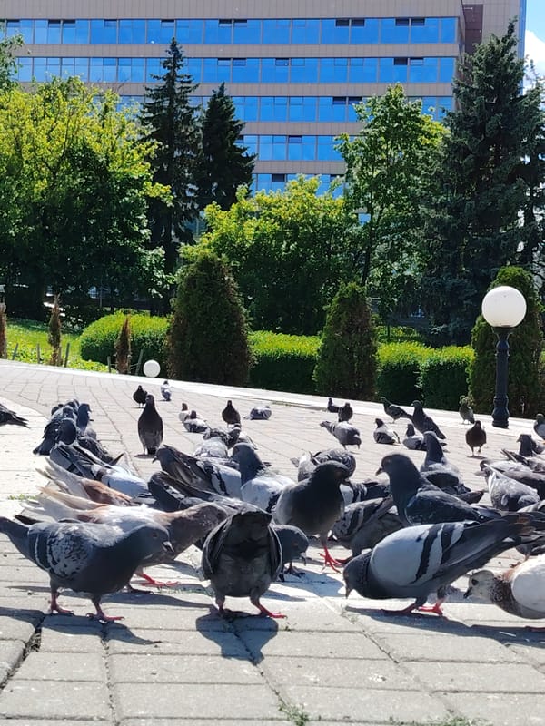 Sunny afternoon scenes documented across central Minsk parks and waterways