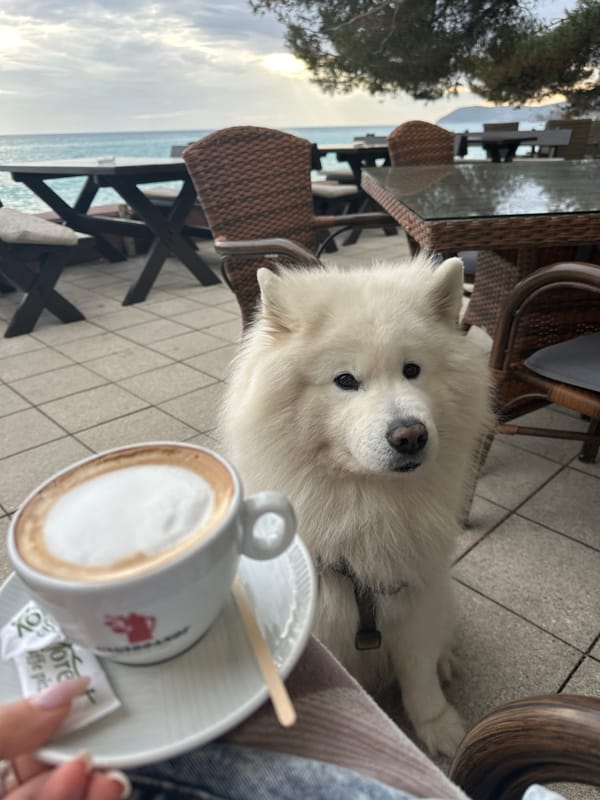Coffee break with Samoyed dog at seaside café Bar Montenegro