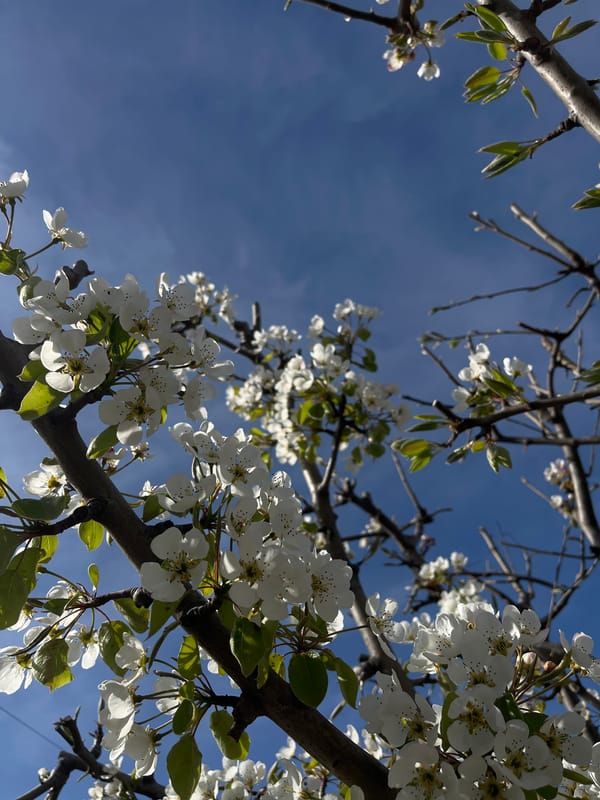 Spring blooms captured in Lozarevo, Bulgaria