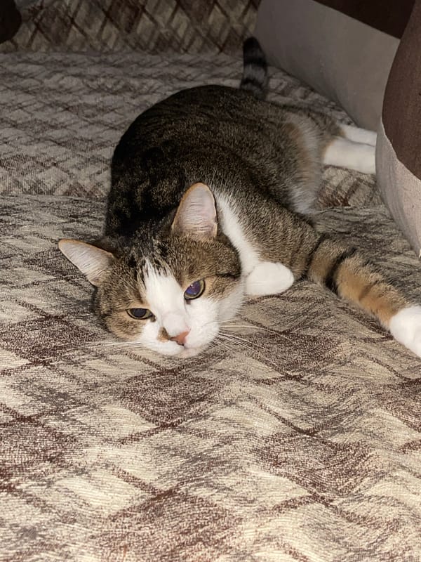 Cat rests on back indoors in Dryanovo Bulgaria
