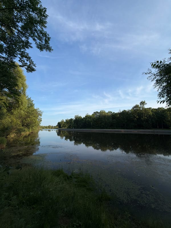 Two ducks on a calm, tree-lined river in Birobidzhan