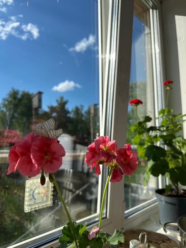 Summer afternoon in a rural village: gardens, roads, and open fields