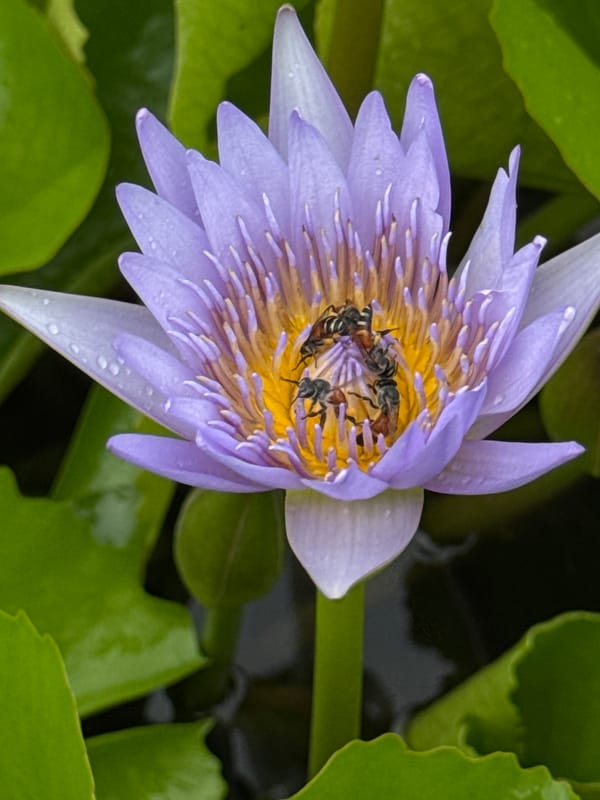 Lotus pond life in Bangkok: bees, blooms, and a squirrel