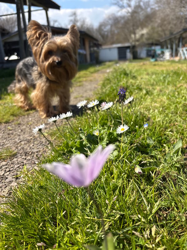 Yorkshire Terrier spotted among wildflowers in Bulgarian coastal town