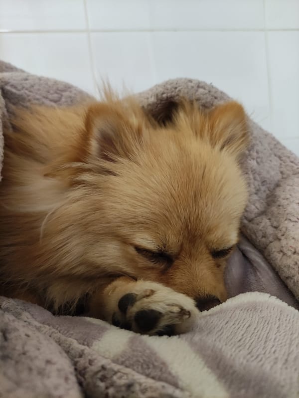 Dog sleeps peacefully under striped blanket in Sabadell