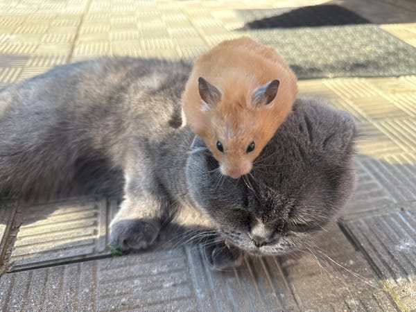 Cats, hamsters, and a chained dog in a Belarusian backyard
