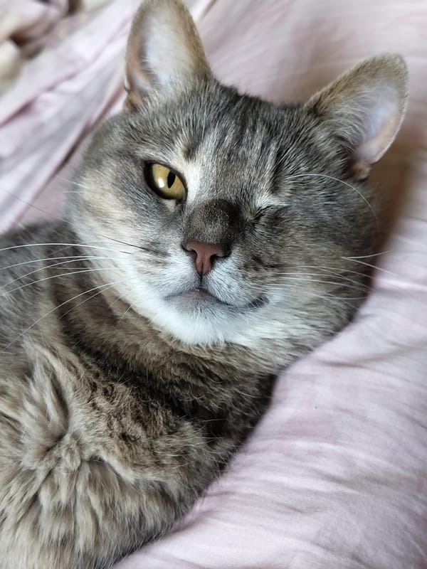 Close-up portraits of several cats at rest