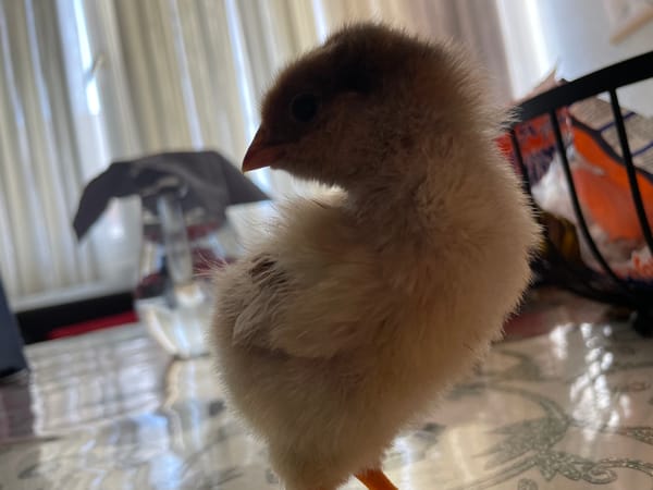 Baby chicks photographed in various poses in Zlatograd, Bulgaria
