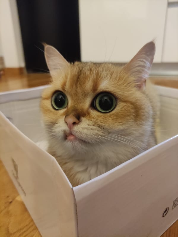 Cat sits in cardboard box in Montenegro village