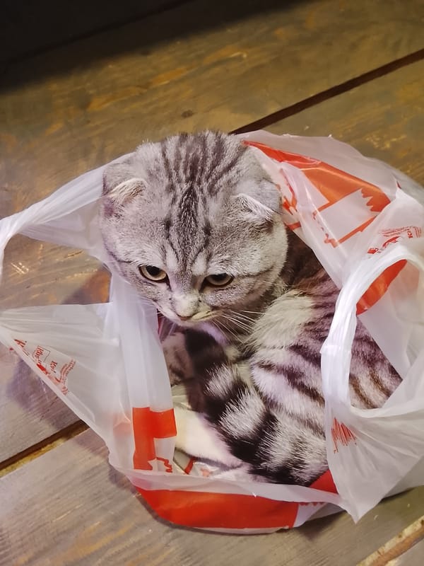 Cat finds cozy spot in shopping bag in Russian home
