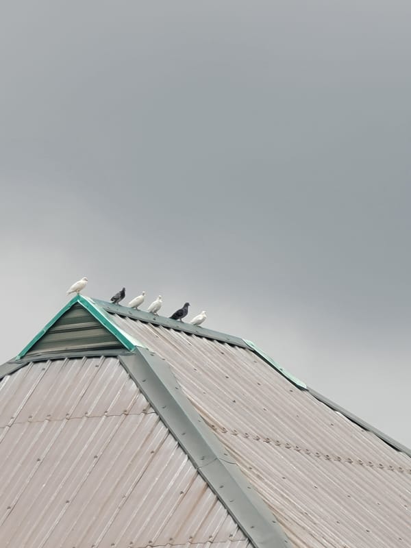 Birds and plants observed in Nigerian community during midday