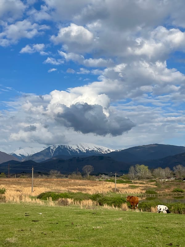 Cattle graze in mountainous Abkhazia countryside under cloudy skies