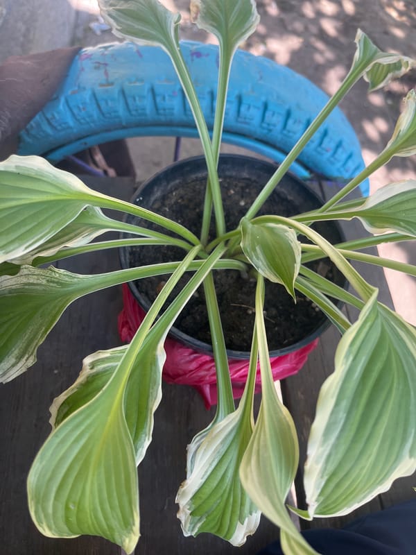 Puppies and plants in a Bohunove backyard