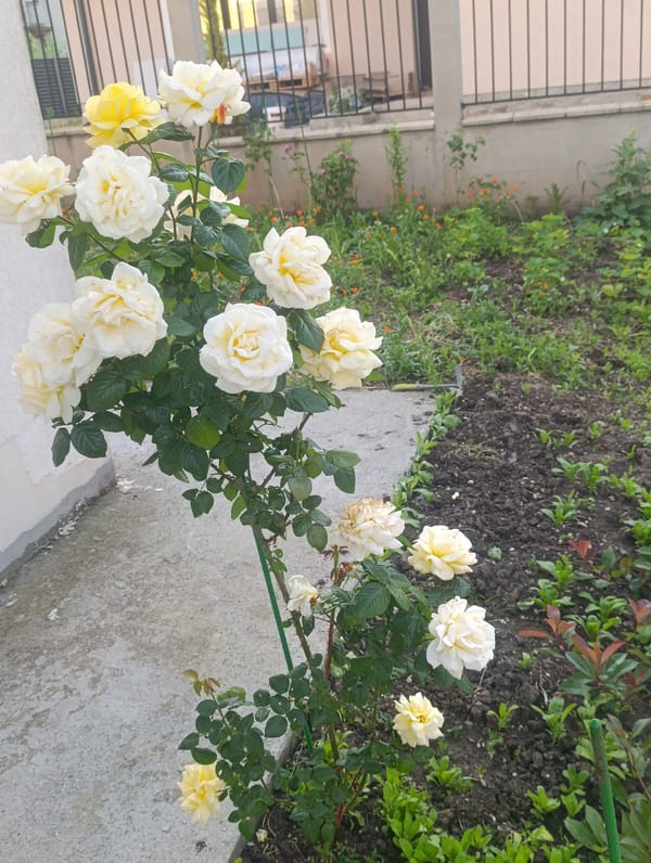 Rose bush with mixed blooms observed in garden setting