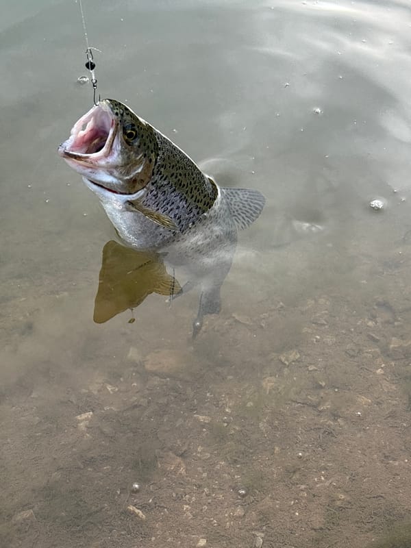 Early morning fishing yields rainbow trout near Godech, Bulgaria