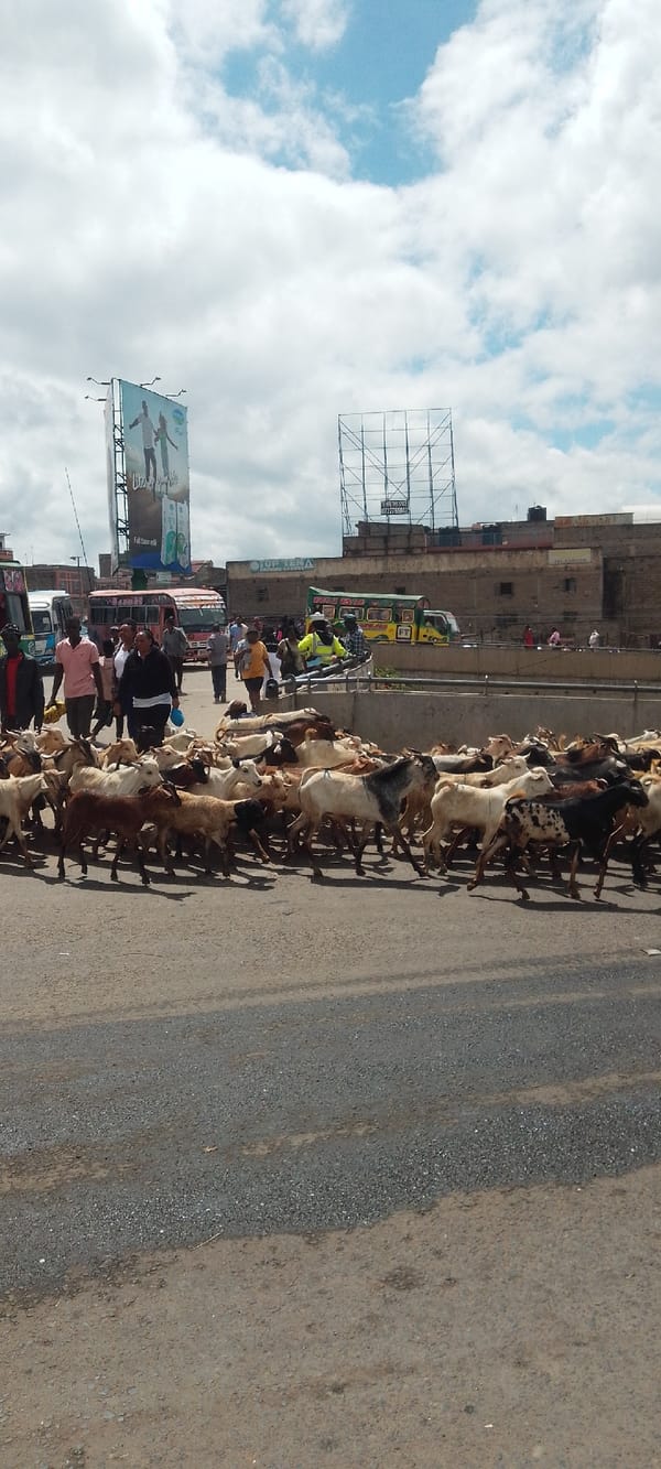 Goat herd crosses Nairobi road as commuters wait