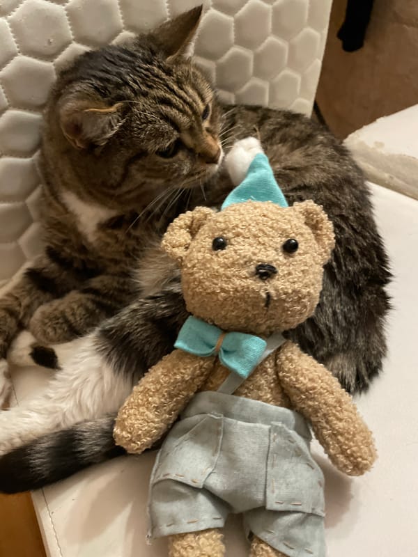 Cat and teddy bear chill during Moscow art session