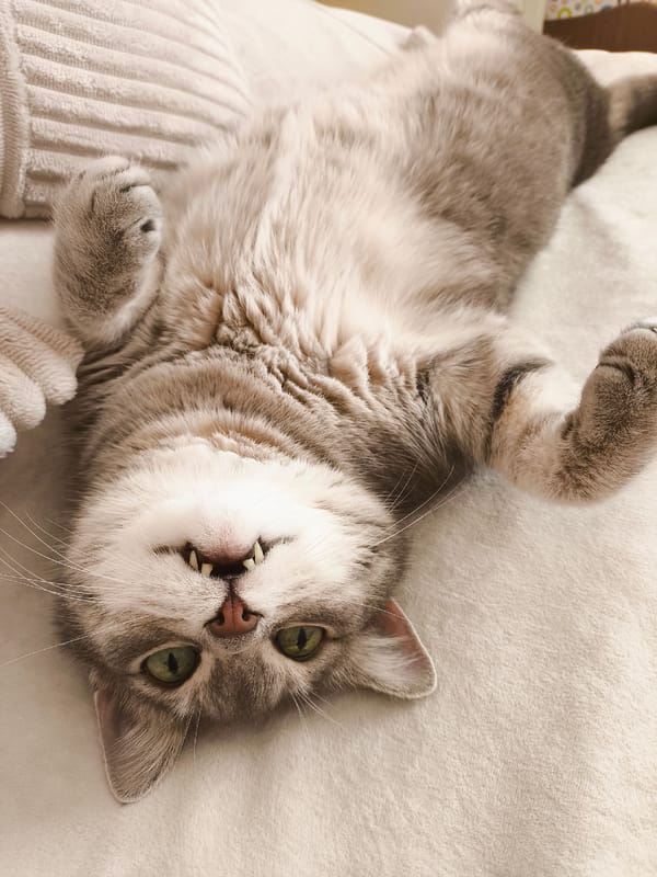 Gray tabby cat cycles through every possible relaxed pose indoors