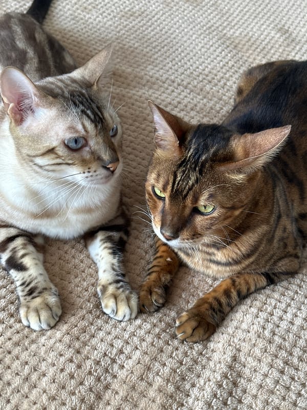 Two Bengal cats at home, carpet to windowsill